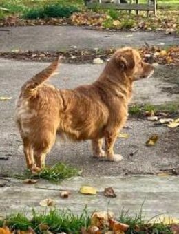 Brownie, kleiner Hund - großes Herz - Neuberg