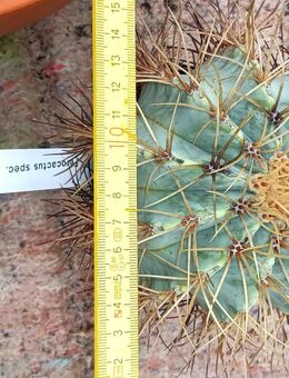 Ferocactus aus Hobbyzucht abzugeben - Püttlingen