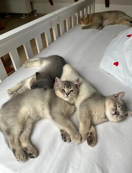 Unsere süßen Babykatzen suchen bald ein liebevolles zu Hause - Ratingen Zentrum