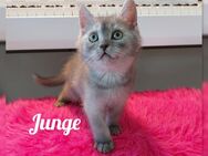 BKH reinrassige Kitten - Bad Oldesloe