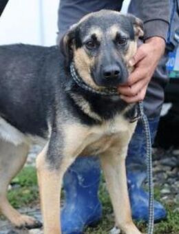 Biagio - verschmust u. kinderlieb - Lohra