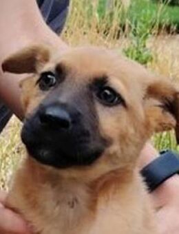 Hundebaby FIFI 2 - Gefrees