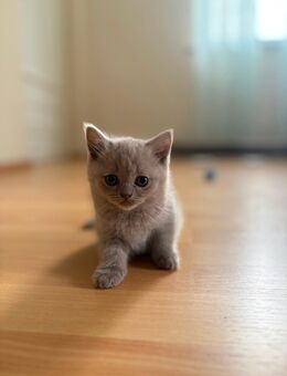 Britisch Kurzhaar Katzen zu verkaufen - Bönen