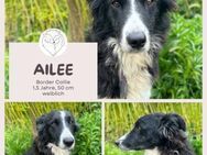 Ailee: Border-Collie-Hündin sucht Zuhaus - Brühl (Nordrhein-Westfalen)