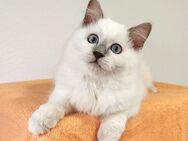 Ein Goldstück auf vier Pfoten. Ragdoll Kater sucht ein liebevolles Zuhause auf Lebenszeit - Essen