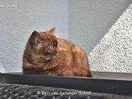 BKH Mädchen mit Stammbaum ist auszugsbereit - Dortmund