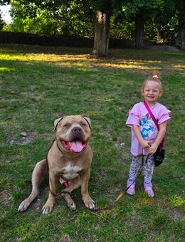 American bully xl Sucht ENDPLATZ - Staufenberg (Hessen)