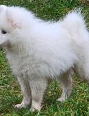 Japanischer Spitz in 17321