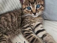 Kitten warten auf neues Zuhause - Chemnitz