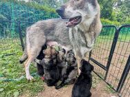 4 Wunderschöne 10 Wochen alte Wolfshund-Mischlings-Welpen suchen ein liebevolles Zuhause! - Waldkraiburg