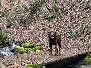 Labrador Deckrüde - Perl