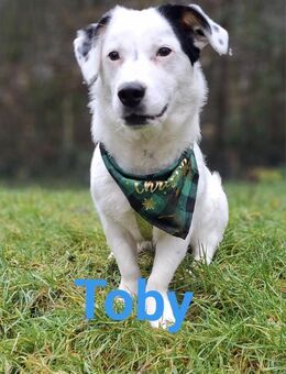 Toby sucht ein ländliches Zuhause - Paderborn