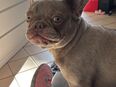 Französische Bulldogge in 91334