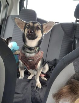 Bruno sucht ein liebevolles Zuhause - Saarbrücken