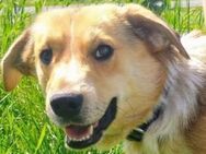 MACI musste sich auf Strasse Leben - Gefrees
