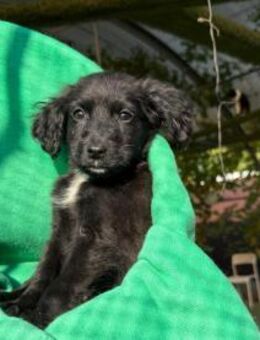 Ophelia - verspieltes Welpenmädchen - Velbert