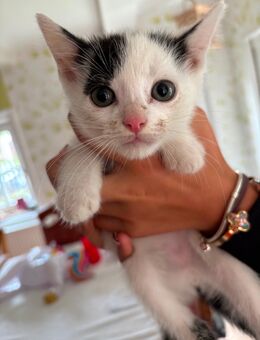 Kitten gegen Schutzgebür abzugeben - Löbau Zentrum