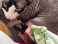 Sphynx Katze und Kater in 58095