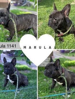 MARULA PP Youngster sucht ihr Glück - Neustadt (Rübenberge)