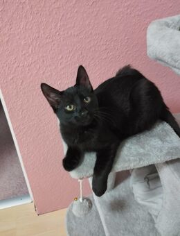 Jung kater - Berlin