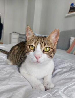 Sparky, verspielter Kuschelbär, ca. 1 Ja - Vaterstetten