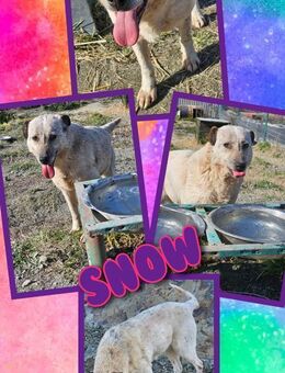 Hündeomi Snow wartet aufs Wunder - Nürnberg