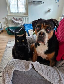 Tierliebe Vermieter gesucht! - Bad Karlshafen