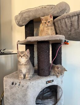 Reinrassige Britisch Kurzhaar Katzen BKH Kitten Baby Katze - Gelnhausen