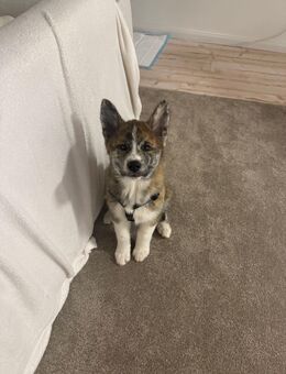 Akita Inu Welpen 12 Wochen alt Brindle Rüde - Osterholz-Scharmbeck Zentrum
