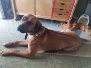 Rhodesian Ridgeback Welpen - Mühlhausen (Thüringen)