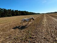 Schweren Herzens Barbie-Pony abzugeben - Peine