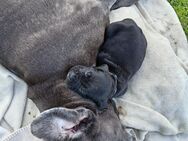 Cane Corso Welpen - Krefeld