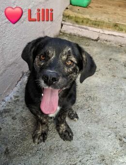 Lilli - einfach bezaubernd - Höchst (Odenwald)