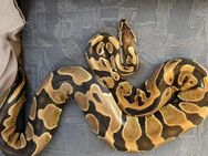 Königspython / Python regius - Bielefeld