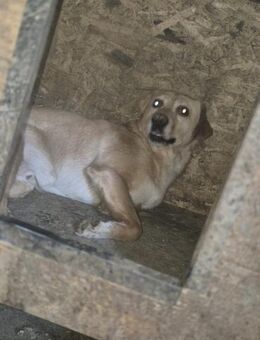 Hardy der schüchterne Labradormix Rüde - Rambin