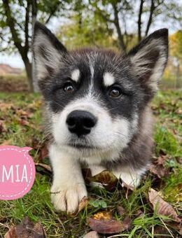 Samia möchte das Tierheim verlassen - Flörsheim-Dalsheim