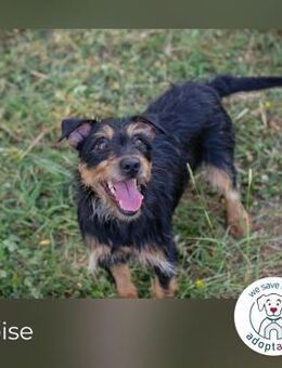 Eloise: Sucht ein Zuhause - Kirchzell