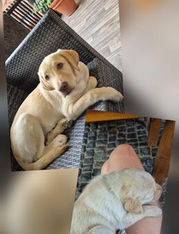 Reinrassiger Labrador - Hünfelden