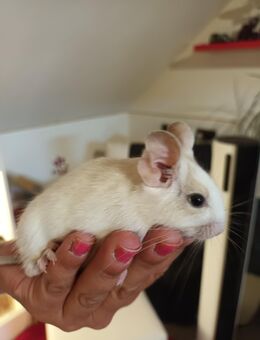 Degu Damen - Wittenburg
