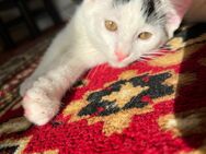 Kitten- Drei liebevolle Katzenkinder (9 Wochen) suchen ein fürsorgliches - Oberhausen
