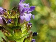 Kleine Braunelle (Prunella vulgaris) Kleine Brunelle - Horgenzell