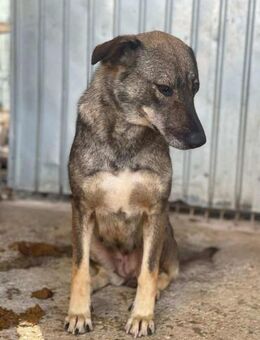 Kleine TILDA sucht liebes Zuhause - Neuberg