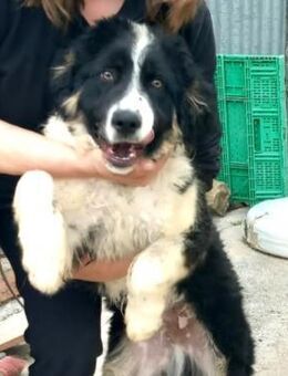 Nemo - aktiver Weltentdecker sucht dich - Wedel