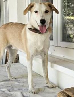 Fabio wartet im Tierheim Sulzbach - Bad Vilbel