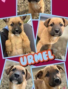 Welpenjunge Urmel sucht seine Familie - Nürnberg