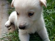 Huskywelpen Rüden weiß mit blauen Augen - Wanzleben-Börde