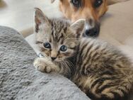 Verkaufe 3 Wunderschöne Katzen Kitten - Klingenberg (Main)