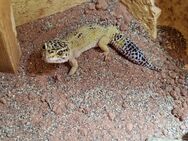 Leopardgecko Dame Flocke sucht einen neuen Wirkungskreis - Sauensiek