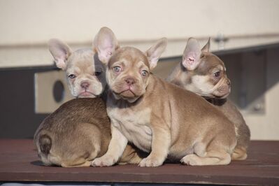 Französisch Bulldog Babys