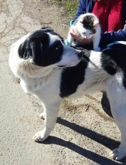 Sehr menschenbezogene KLEOPATRA♥️ - München